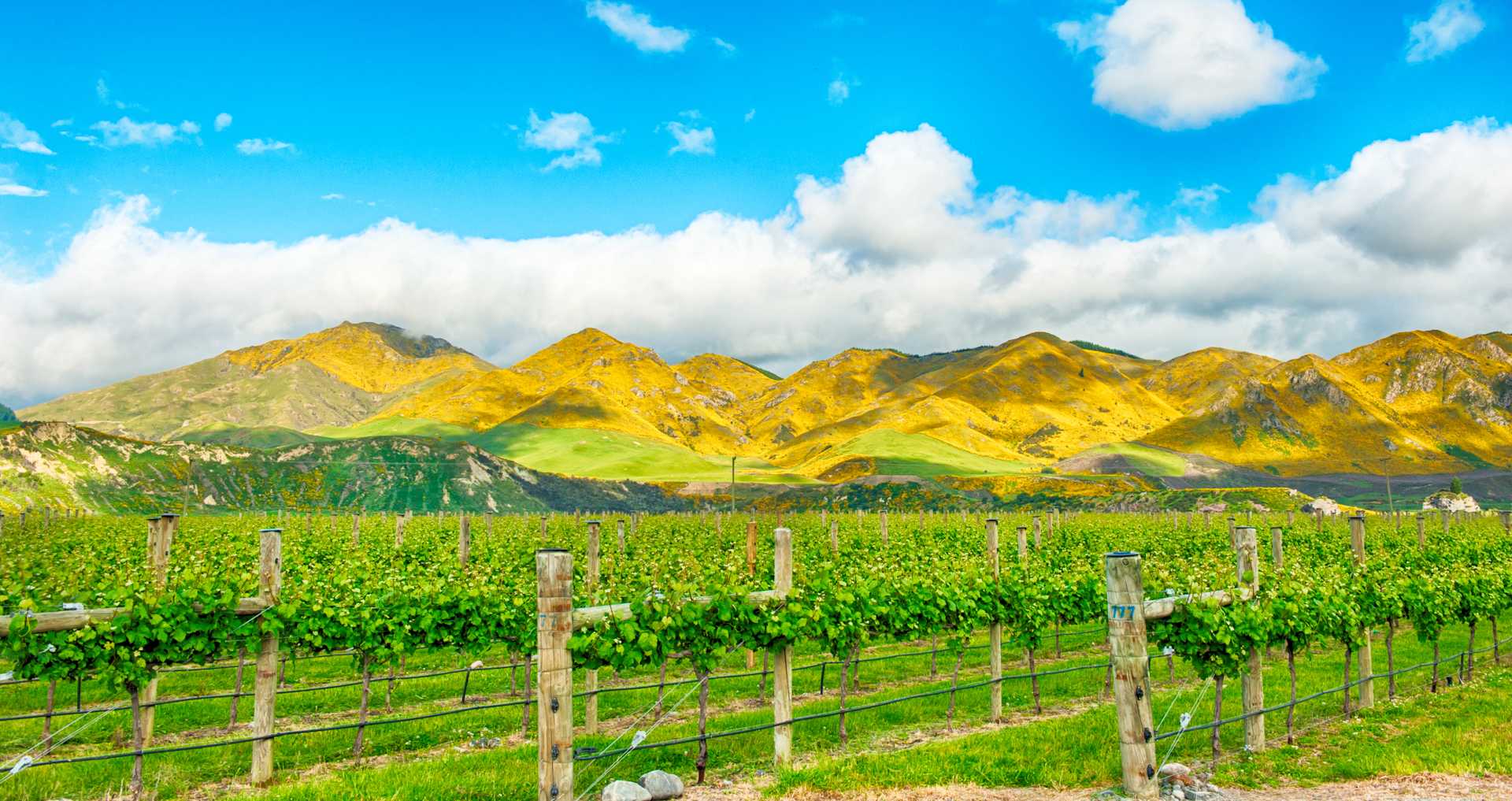 Image for Hawkes Bay Wine New Zealand content section