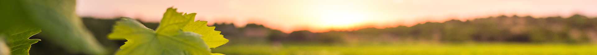 Image for Languedoc Wine South of France content section
