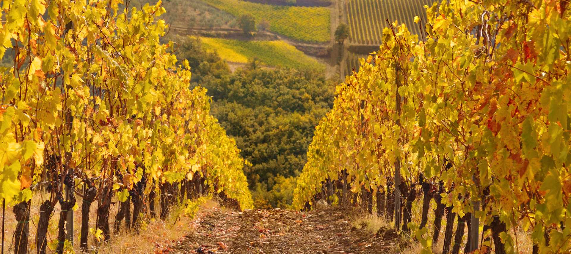 Chateau Malartic-Lagraviere