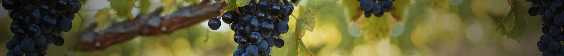Image for Australian Shiraz content section