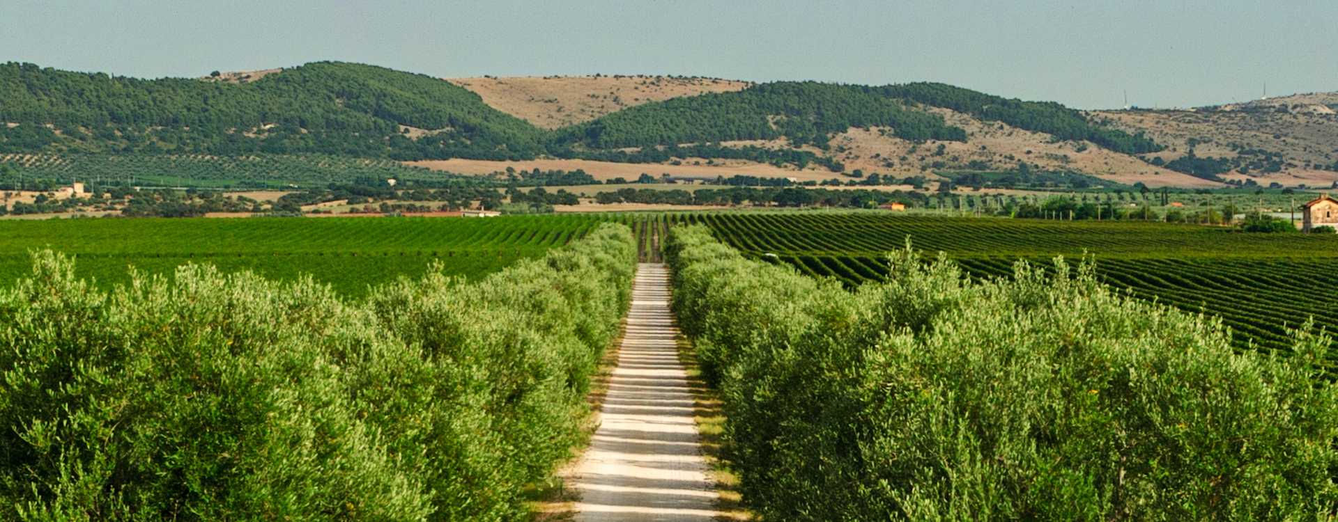Image for Puglia Wine Italy content section