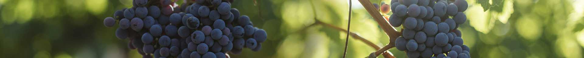 Image for Australian Cabernet Sauvignon content section