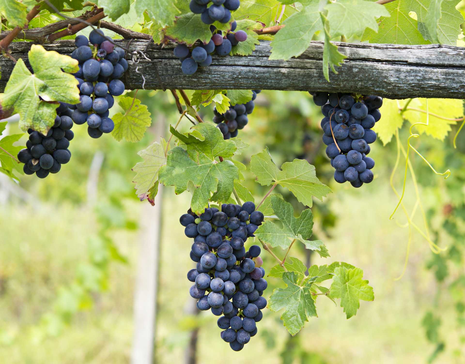 Image for Barbera content section